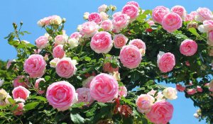 Плетистые розы РЕЛАКС АРТ-ТЕРАПИЯ ИМПРОВИЗАЦИЯ композитор Виктор Анохин #instrumentalmusic #flowers