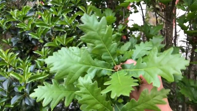 RHR Horticulture - Deciduous Plant ID - Family C-D-E-F-G-H смотреть онлайн