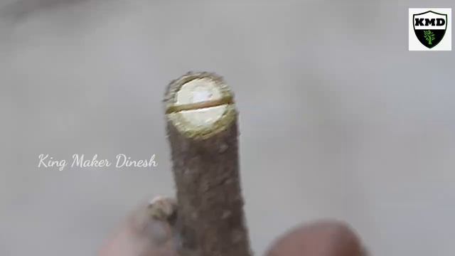 Rose plants Grafting on Hibiscus Plants _ garden ideas and tips смотреть онлайн