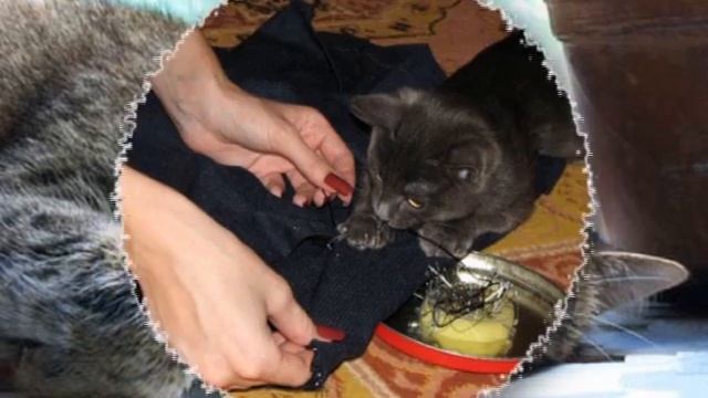 Мамины помощники! смотреть онлайн