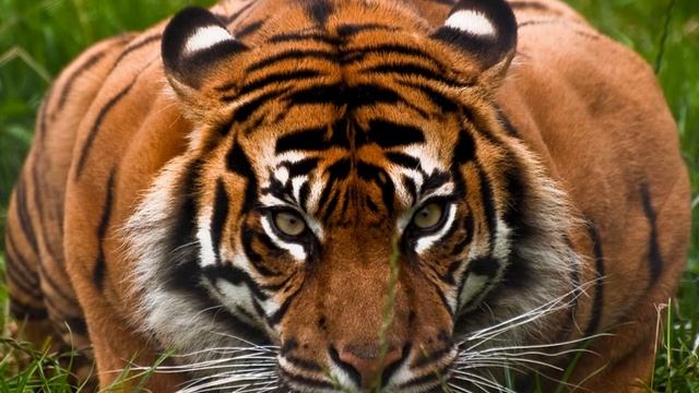 Амурский тигр в лесах дальнего Востока смотреть онлайн