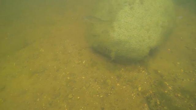 Окуни под водой д.Ряд оз.Удомля смотреть онлайн