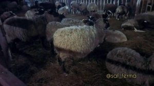 Романовская порода овец - плюсы и минусы . Личный опыт. / Romanov (Romanovsky)  koyun ırkı .