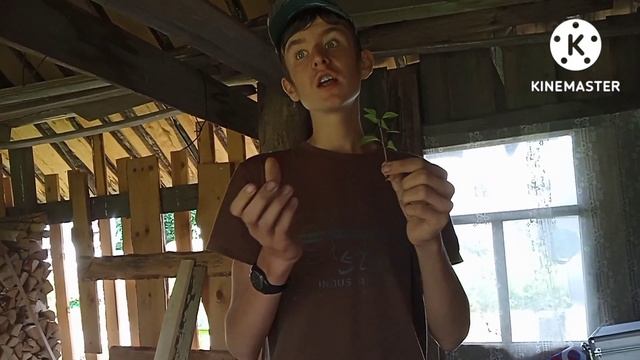 как посадить отросток у сливы в горшок. смотреть онлайн