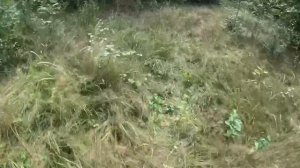 продолжение Макса