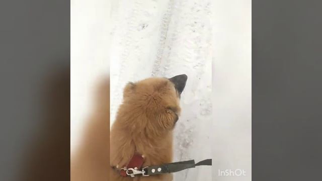 команда "рядом"/ тренировка с Джексоном смотреть онлайн