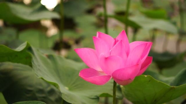 Лотос для Медитации и Сна смотреть онлайн