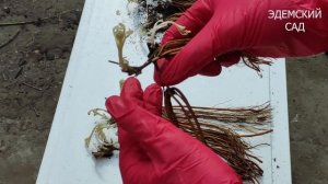 Клематисы. Обзор корней и посадка весной.