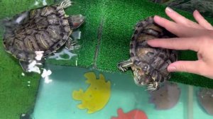 Правильный уход за черепахами