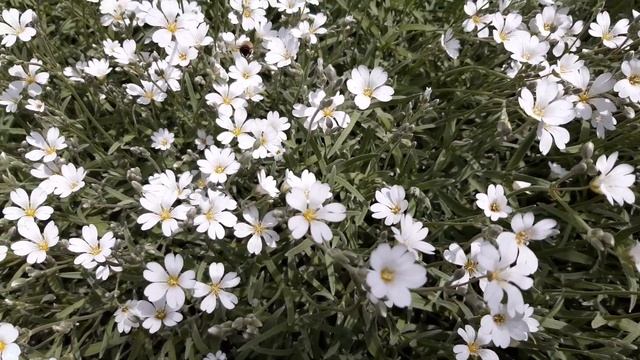 ЯСКОЛКА СНЕЖНЫЙ КОВЁР 2020 ГОД