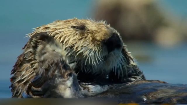 ВОТ ПОЧЕМУ ЗМЕИ БОЯТСЯ БОГОМОЛОВ смотреть онлайн