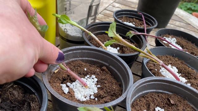 Георгины! ЧЕРЕНКОВАНИЕ на ПОДУШКУ из Перлита! Все Секреты. How to take Dahlia cuttings. смотреть онлайн