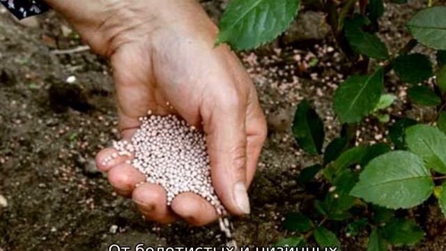 Роза Анни Дюпрей смотреть онлайн