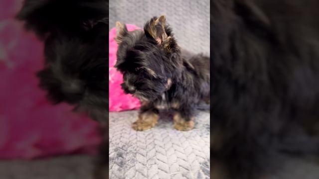 Черный йорк с подпалом Девочка до 2.5кг. Нежный милый ребенок, но не уступает никому! смотреть онлайн