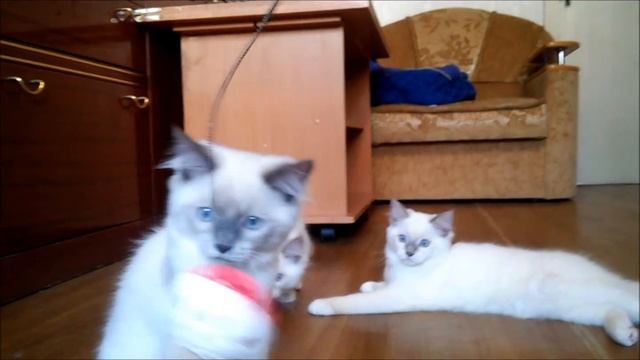 Котята-Рэгдоллы (кошка-кукла) смотреть онлайн