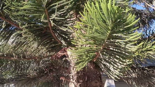 МЫ НЕ ПОТЕРЯЕМСЯ В ЛЕСАХ КИПРА! - ПОХОД ПО КИПРУ, ЧАСТЬ 2/5 смотреть онлайн