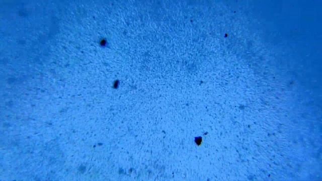 БЕСПОЩАДНЫЙ УБИЙЦА. КАК АНТИСЕПТИК УБИВАЕТ МИКРОБЫ ПОД МИКРОСКОПОМ.ATISEPTIC KILLS MICROBES