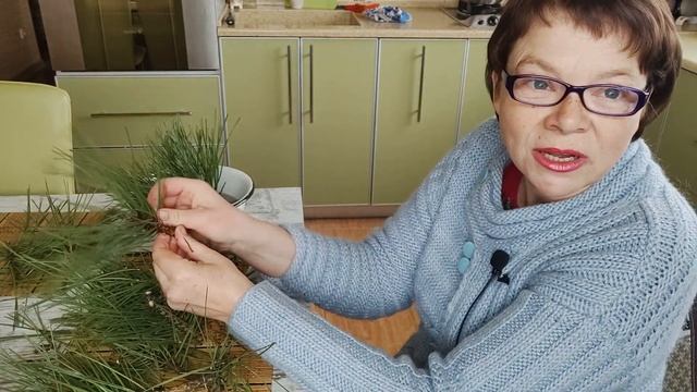 Весна на пороге, время расчехлять секаторы. Черенкование сосны горной. смотреть онлайн