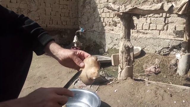 Qo'zi qorin maxsulati (Qo'zi qorin tozalash)узикорин махсулоти (Кузикорин тозалаш)Очистка грибы смотреть онлайн