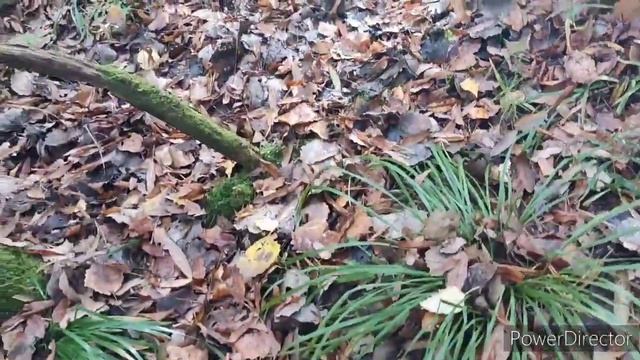 ВЕСЬ ЛЕС В ОПЯТАХ, 1ОКТЯБРЯ 2023 смотреть онлайн