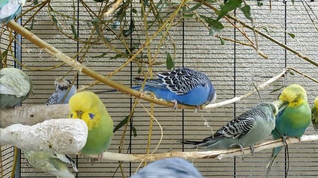 Budgie Sounds For Relaxation