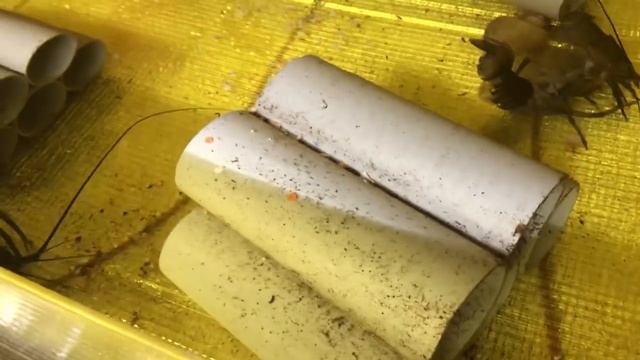 Долгожданная линька самца АККР, Флоридских рак смотреть онлайн