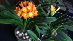 Кливия - уход в домашних условиях / Самый неприхотливый цветок.