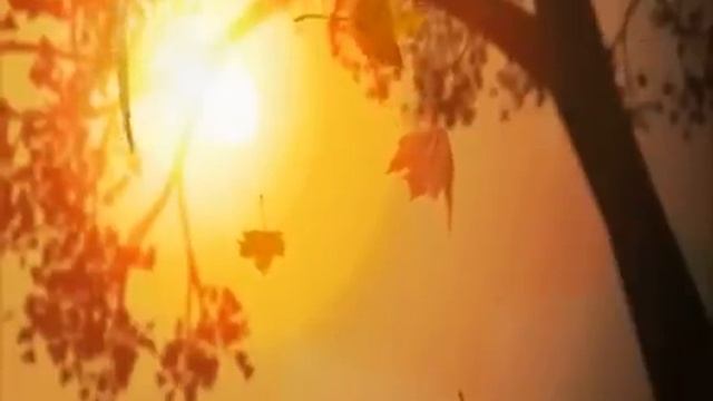 Листья кленовые падающие смотреть онлайн