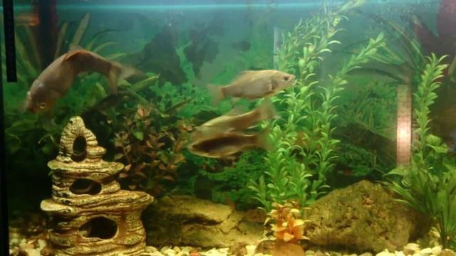 Карась в аквариуме смотреть онлайн