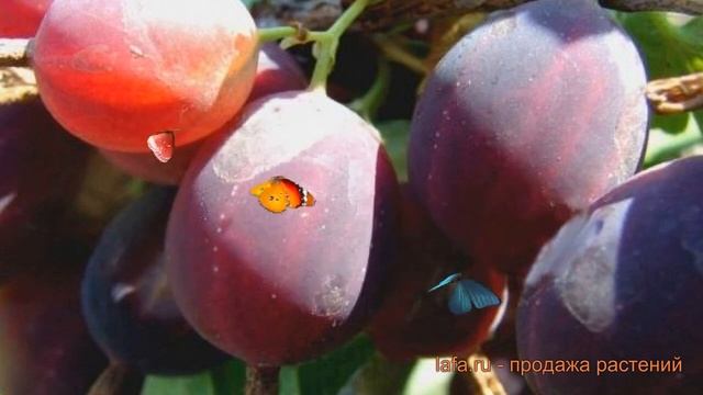 Крыжовник обыкновенная Финик (ribes Grossularia) ? Финик обзор: как сажать, саженцы крыжовника Фини