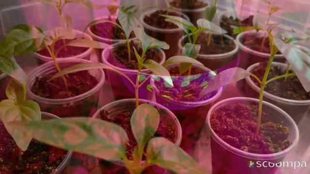 РАССАДА (ТОМАТЫ,ПЕРЦЫ)ОБЗОР смотреть онлайн