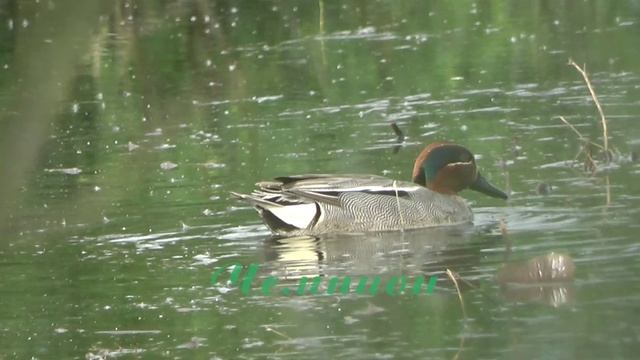 Чирок-свистунок \ Anas crecca смотреть онлайн