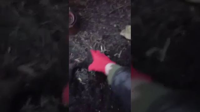 Выбираю гладиолусы из кашпо на зимнее хранение :) смотреть онлайн