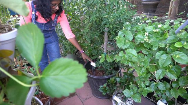 Episode 02 Early Summer Garden Tour 2020 | கொல்லையெல்லாம் பிச்சிப்பூவு, தரையெல்லாம் பூசணிப்பூவு! смотреть онлайн