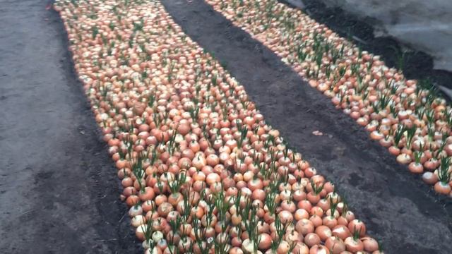 Выращивание Помидор в Теплице (Зимой) смотреть онлайн