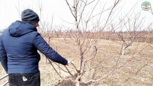 Обрезка сливы весной. Обрезка диплоидной сливы. Обрезка сливы веретено. Как обрезать сливу.