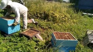 Пасека Лаврова. Продолжение истории с пчелосемьей собранной из нуклеусов.