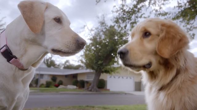 Join Subaru and the Barkley's at the 28th Annual Screen Actors Guild Awards | TNT смотреть онлайн