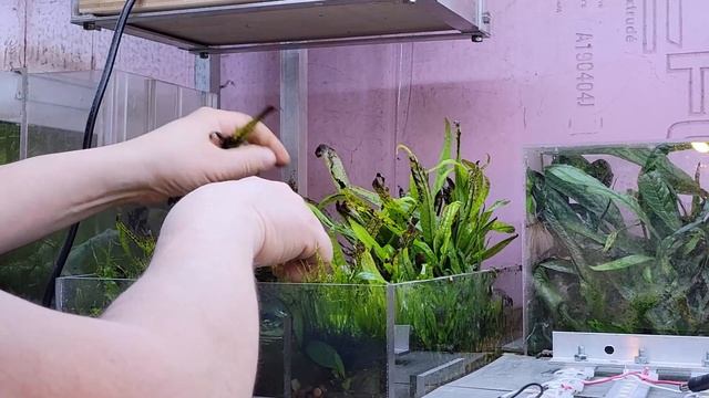 Adjusting The Java Fern Bog Filter смотреть онлайн