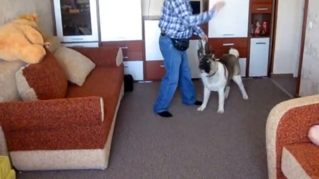 Американская акита, 7 месяцев, второе занятие (2) смотреть онлайн