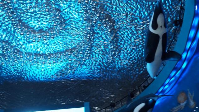 Входная группа Приморского океанариума, Владивосток смотреть онлайн