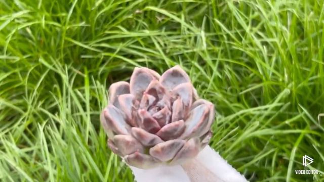 Echeveria White Soul