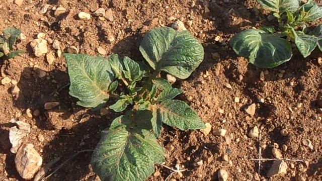 Patata: Solanum tuberosum (www.riomoros.com) смотреть онлайн