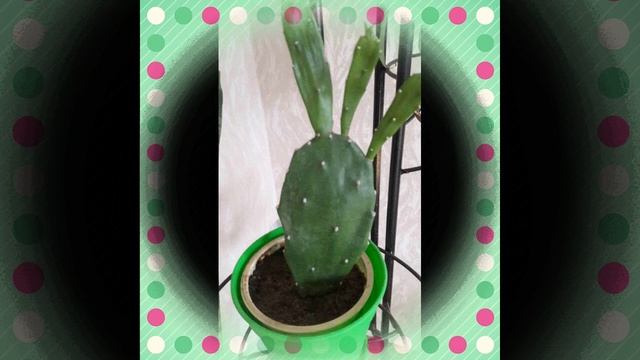 Комнатные цветы.Краткий обзор. смотреть онлайн