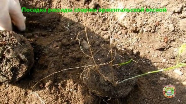 Как посадить рассаду спаржи аржентальской весной. Как вырастить спаржу? Вкусный и ранний овощ