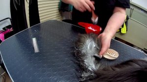 Экспресс линька котов.