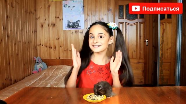 ЧЕРНЫЙ ХОМЯК КАКОГО ОН ВИДА / КАКАЯ ПОРОДА у черного ХОМЯКА / BLACK HAMSTER / Алиса Изи смотреть онлайн