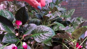 САД МАЛОГО УХОДА  ИМПАТИЕНС, он же БАЛЬЗАМИН!