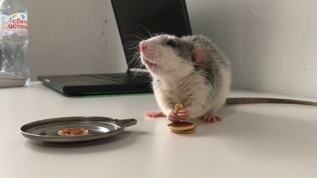Мини-оладушки для крысы / Mini pancakes for rat. Домашняя крыса смотреть онлайн