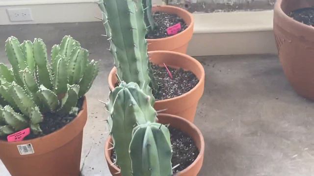 205: I Visited Cactus Queen Cactus Shop! | Largest Columnar Cacti🌵In Town | Downtown, Dallas, Texas смотреть онлайн